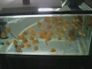 Discus yavruları
