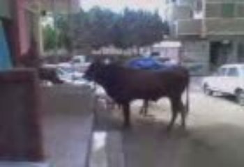 Un boeuf en bas de chez moi