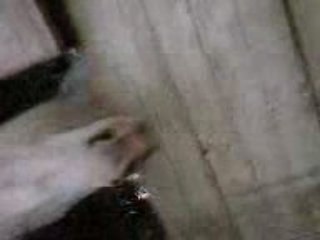 cheval au pré james