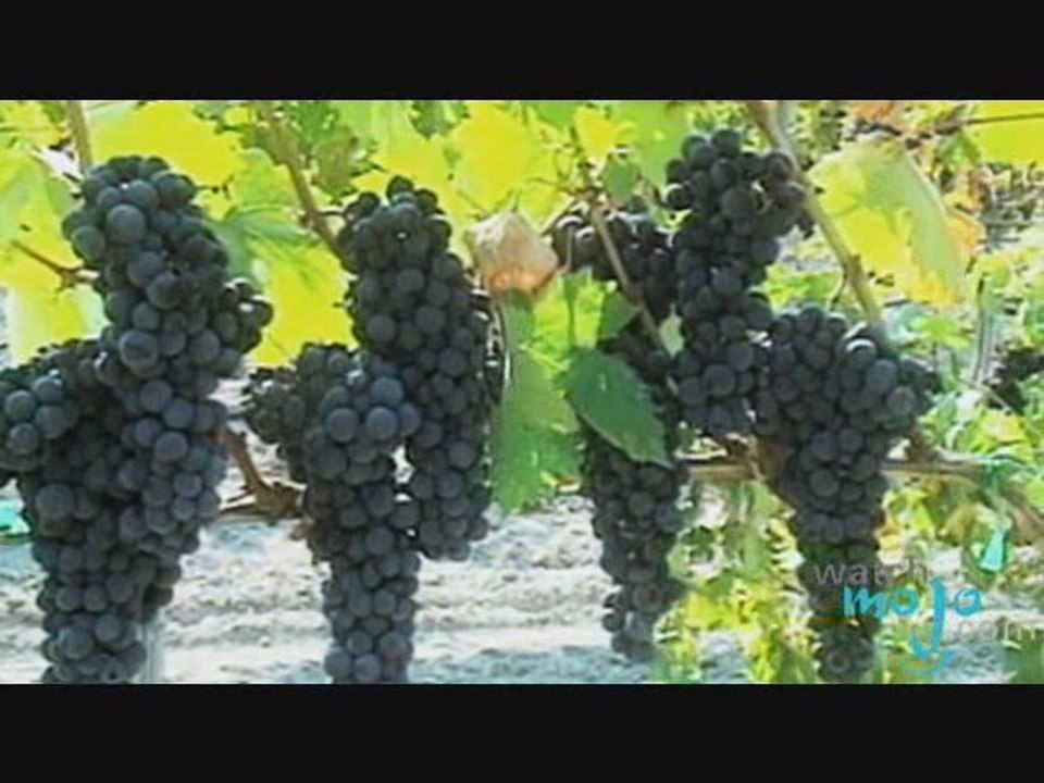 Wine Tasting With A Sommelier