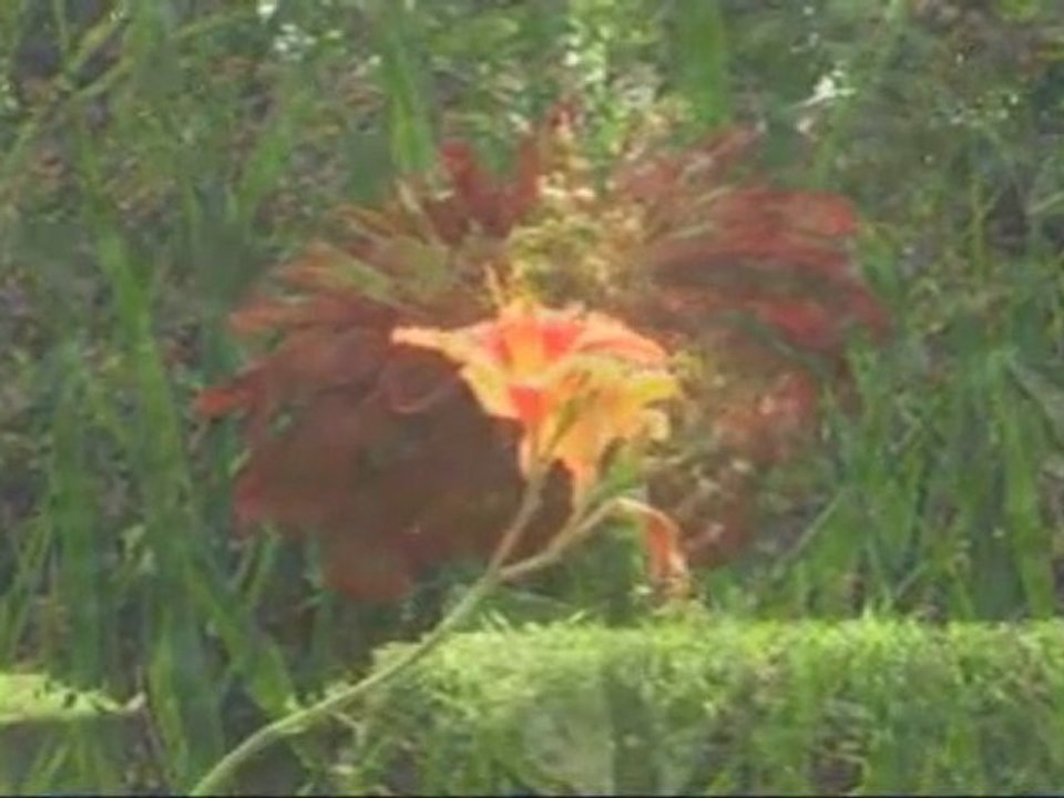 Beautiful flowers