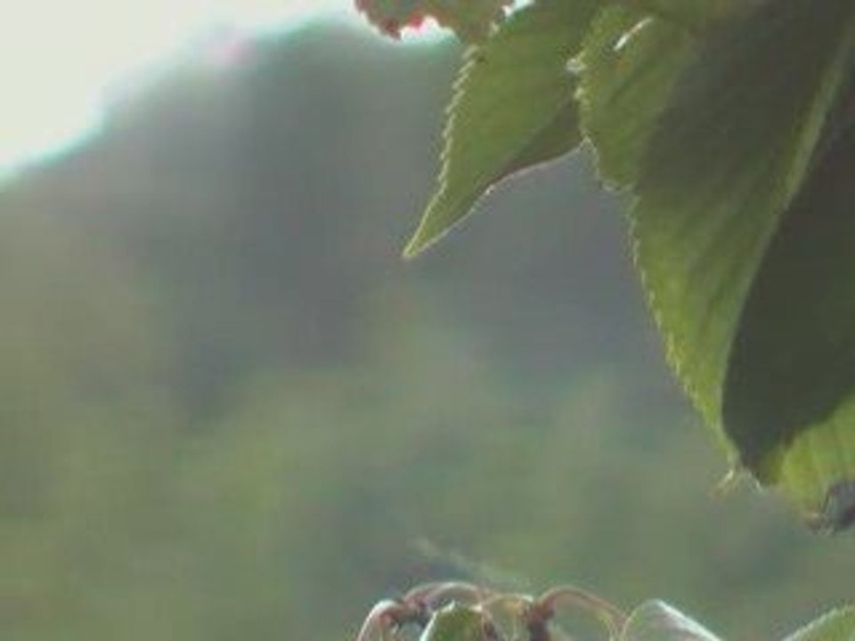 insectes (RODS ?)