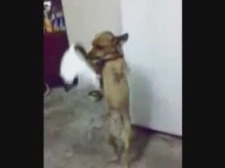Halay Çeken Köpek :D:D
