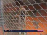 Abandon de chiens en Alsace [news] Fr3 Alsace 150709