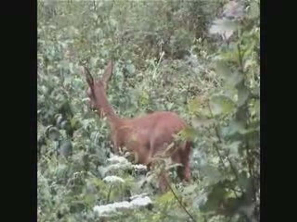 Biche.Version.Trance.le.17.07.09