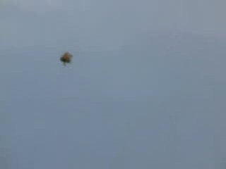 Flying Alien Ufo or WTF is that