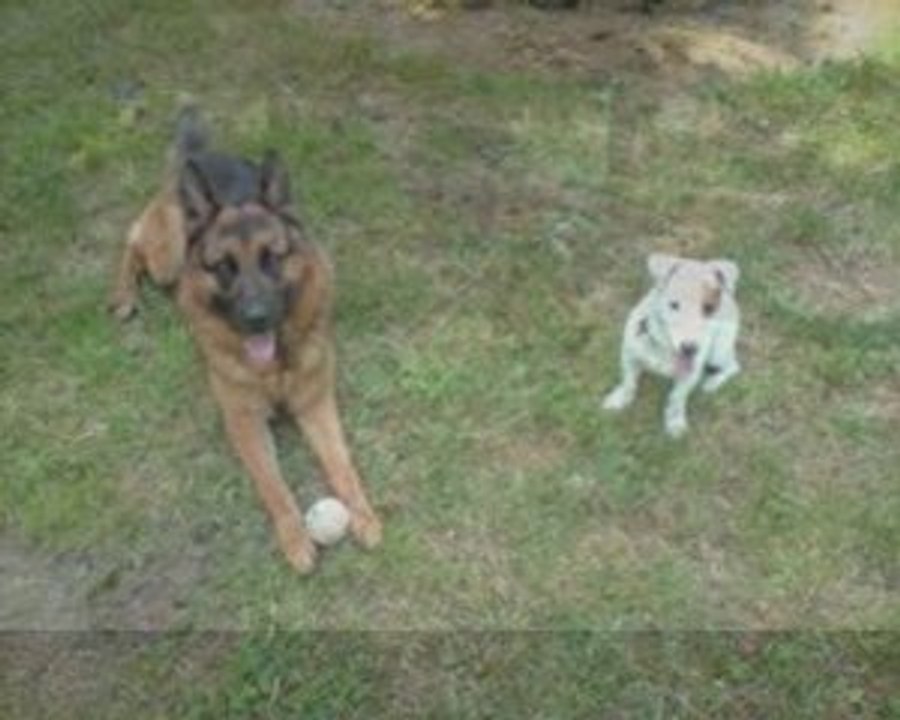 les vacances des animaux