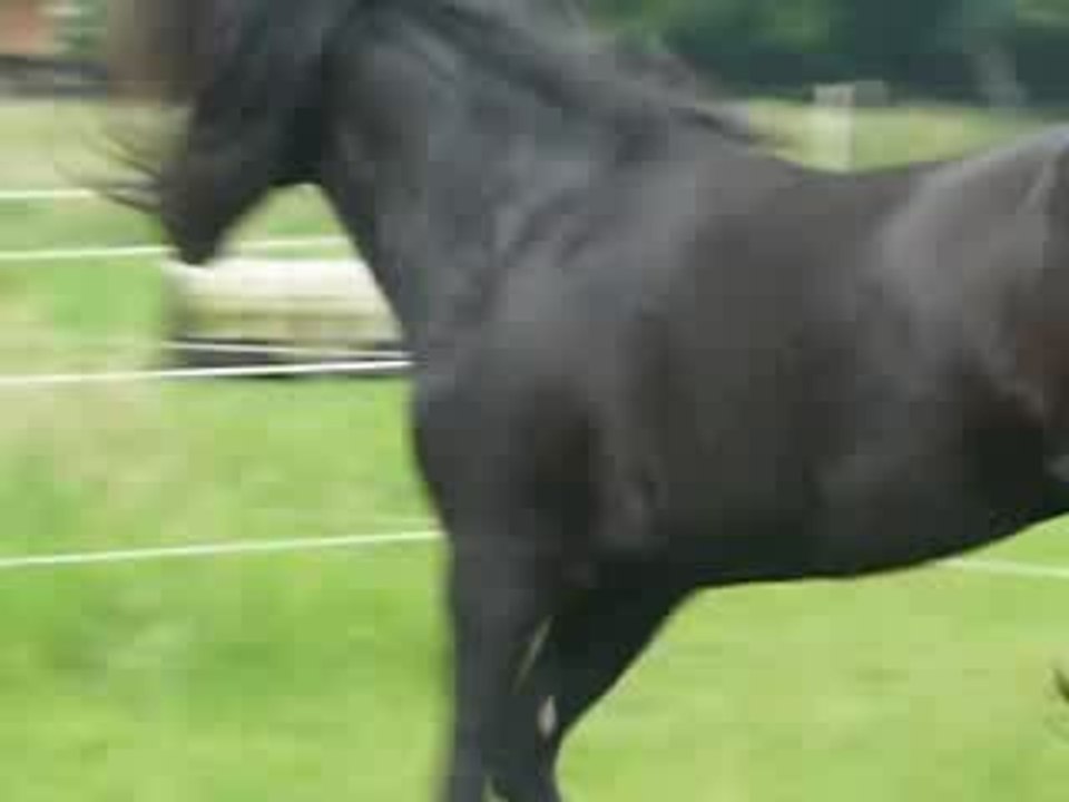 welshcob black beauty