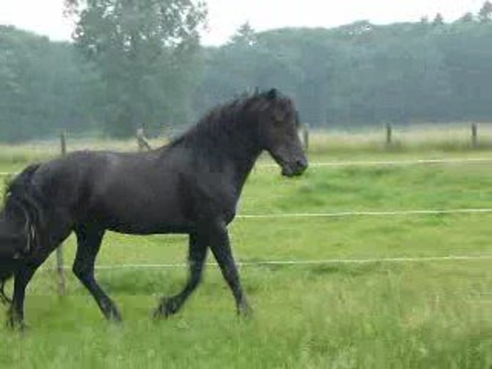 welshcob  black beauty