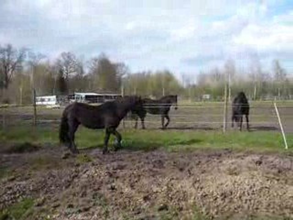 welshcob mister cane