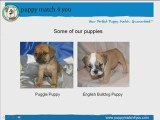 Puggles, English Bulldog, Yorkshire Terrier (Yorkie) ...