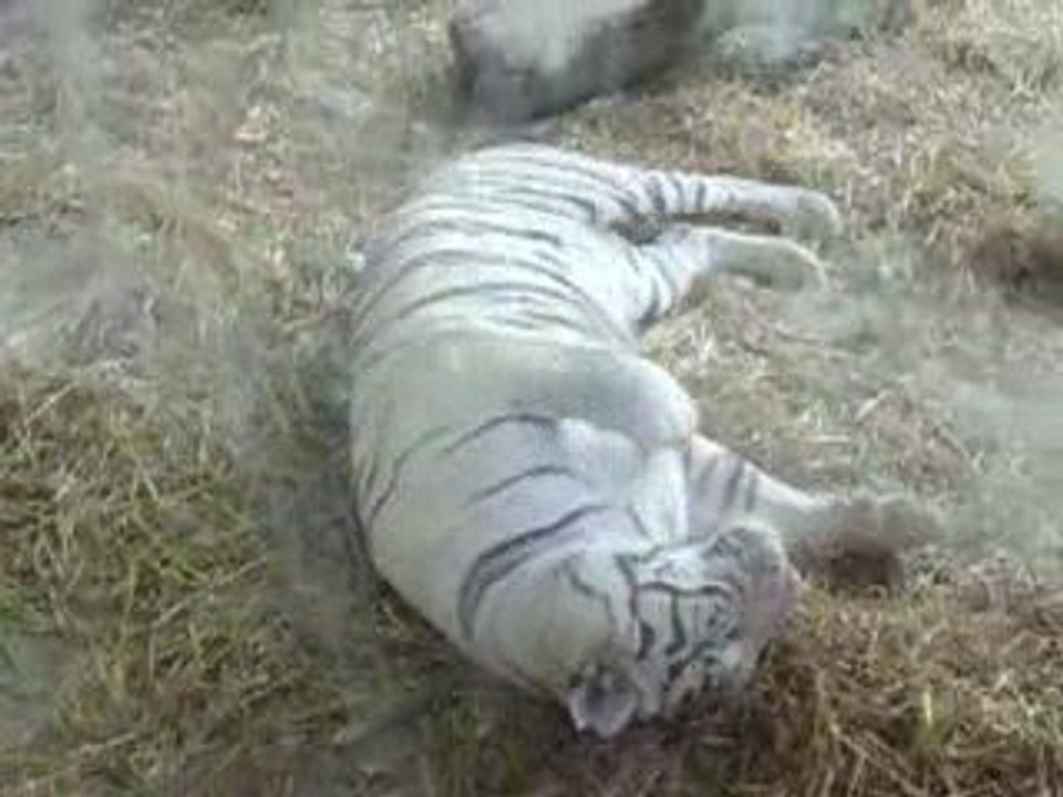 Tigre blanc