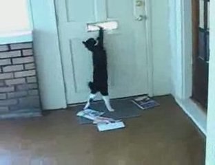 Gag de chat & chien