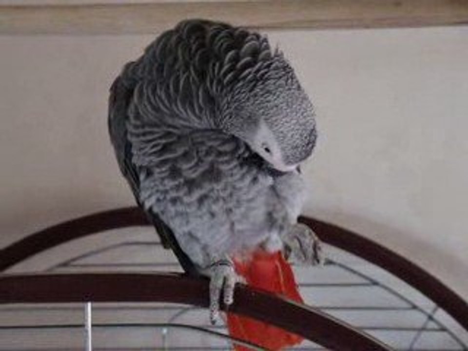 coco se gratte3