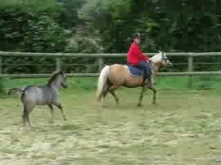 Very Pretty Kool Welsh A 2 mois