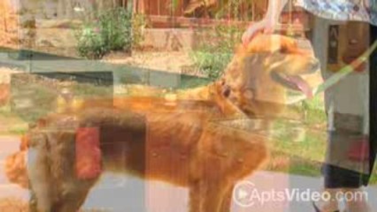 Vantage at Converse Apartments in Converse, TX