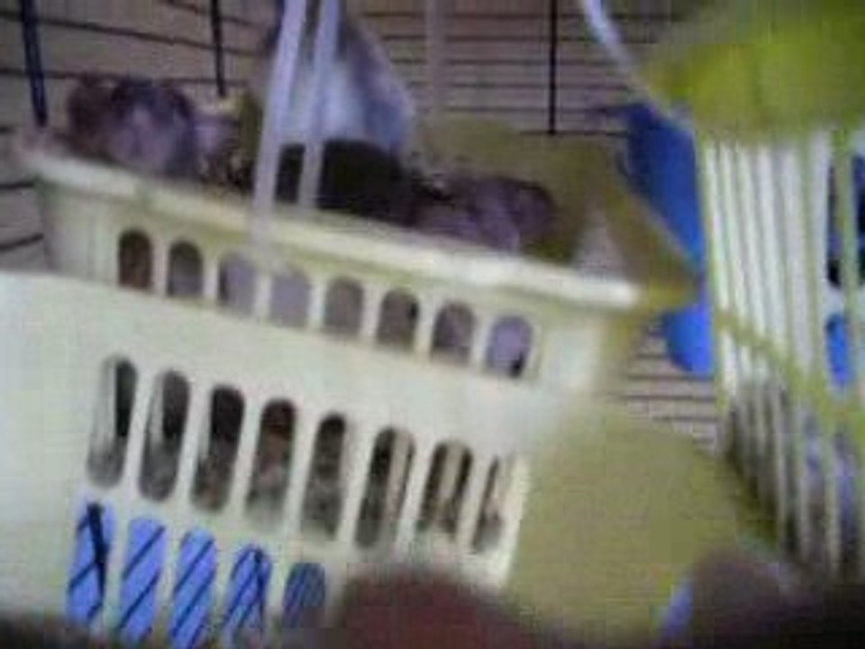 Nouvelle aménagement cage des filles 024