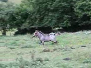 Very Pretty Kool Welsh A 2 mois