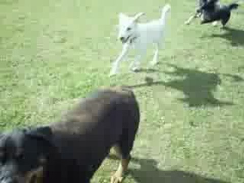 La détente des chiens A.G.E.C.