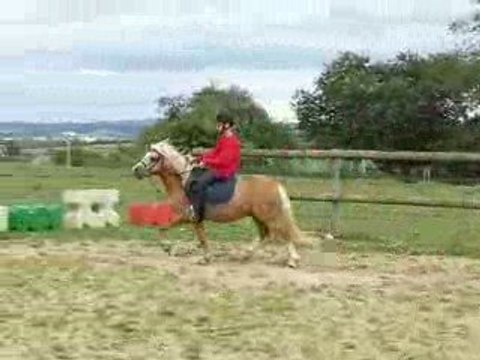 Frisia's Storm King, étalon Welsh A, 3 ans.