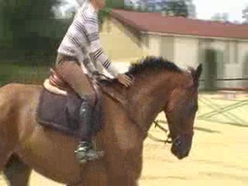 Nitro Pas et Trot