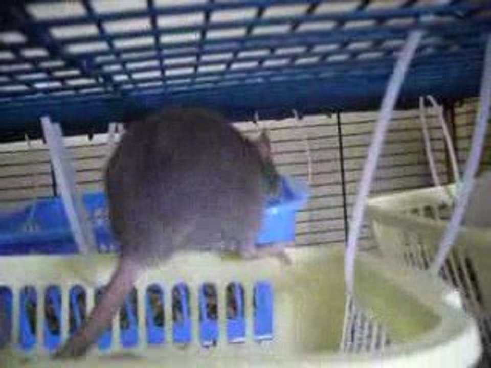 Nouvelle aménagement cage des filles 020