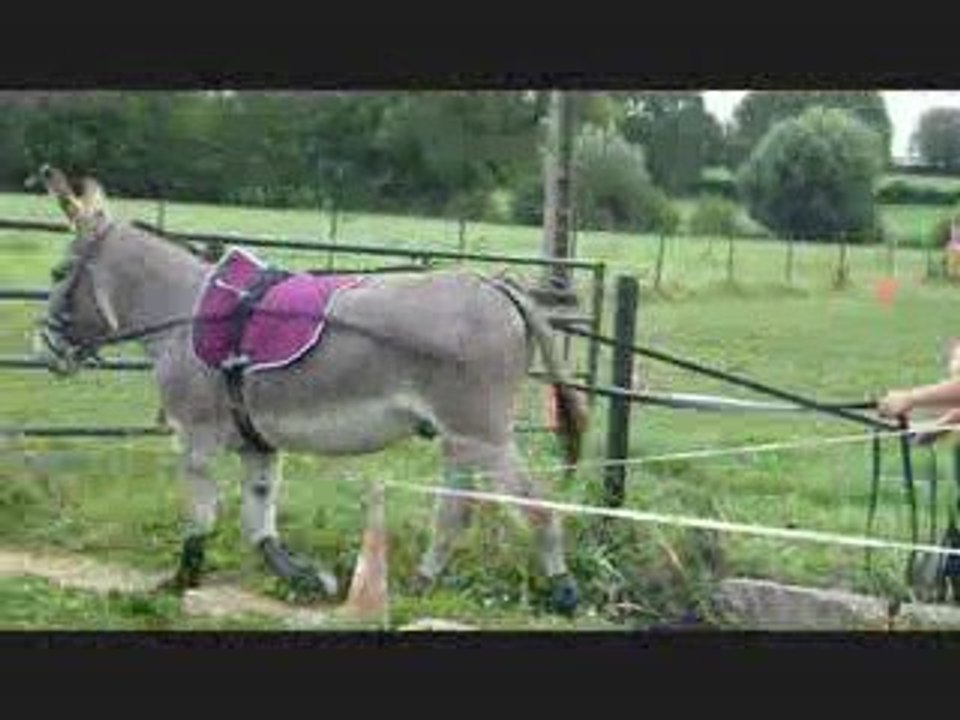 martin longues renes