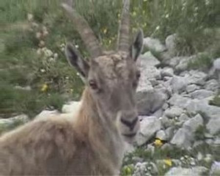 Les Bouquetins au sommet du Grand Veymont dans le Vercors