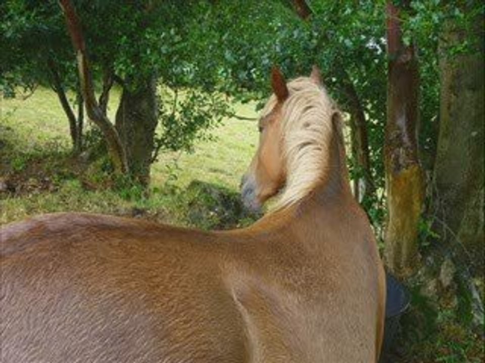 Trotinette