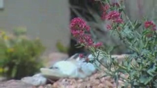 Albuquerque Landscaping trends: Michael's Landscaping