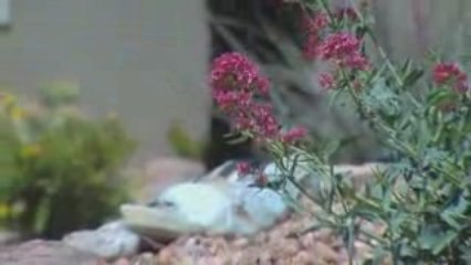 Albuquerque Landscaping trends:  Michael's Landscaping