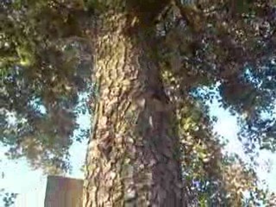 Cigales de Teyran 16 07 2009