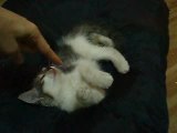 Felis, mon petit chat, premier jour ensemble