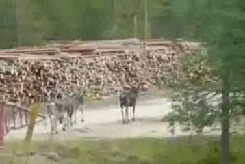 Les rennes de Laponie