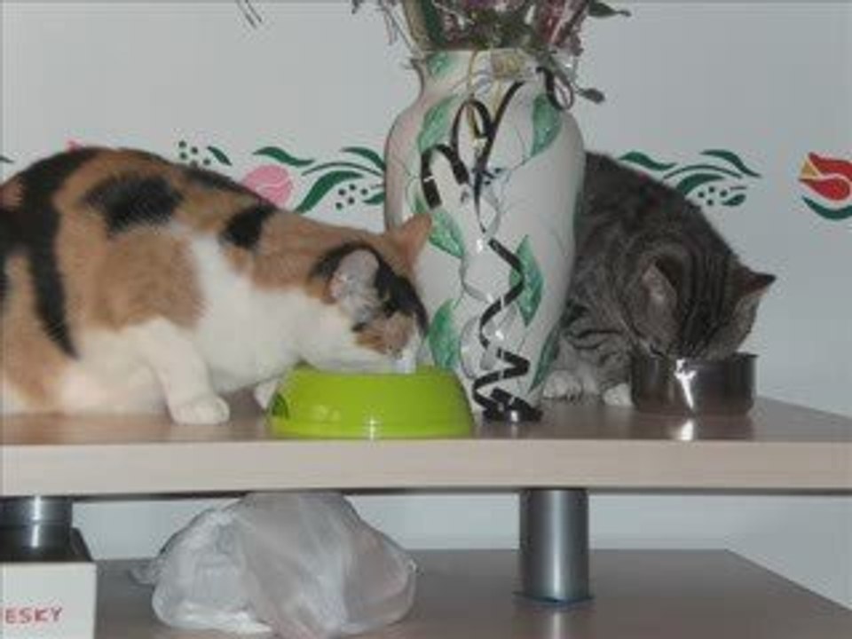 Hommage a la plus belle Chipie alias Pipi