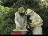 Les bienfaits de la propolis