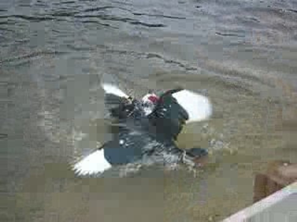 DuckFightToTheDeath