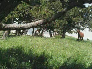 Balade a lus avec dadou