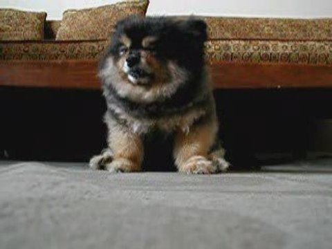 Chien Endormi ZZzZZZZ