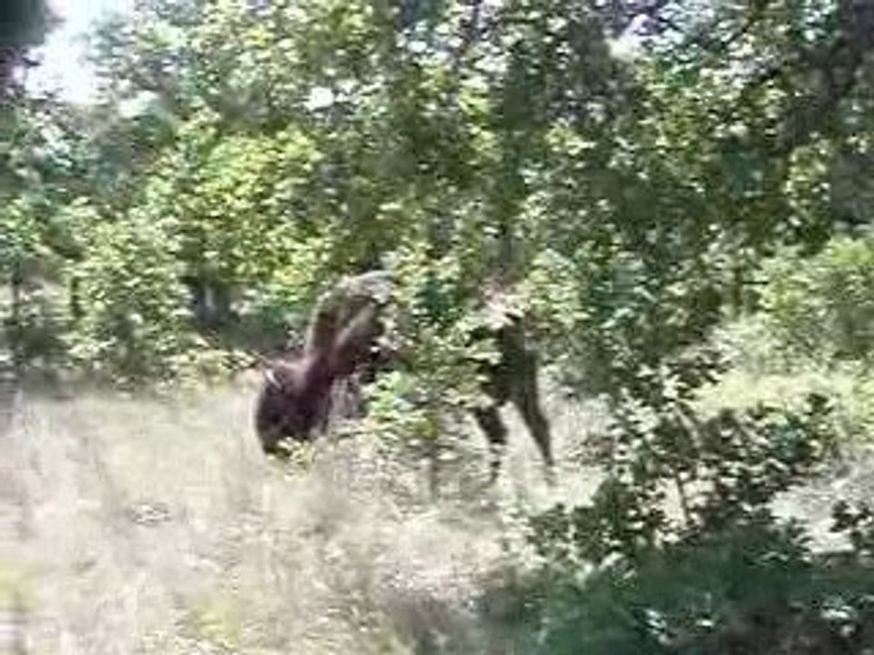 Wichita Mountains - Bisons