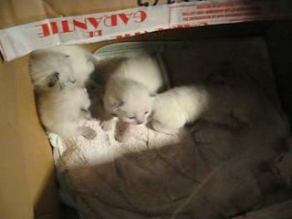 Chatons rouainette 18 juillet 2009