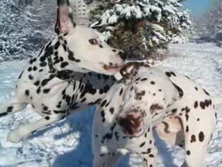 DALMATIAN PUPPIES by Eduardo DurÃ¡n Haedo
