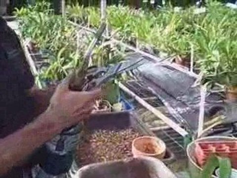Repotting Orchids - Oncidium Orchids