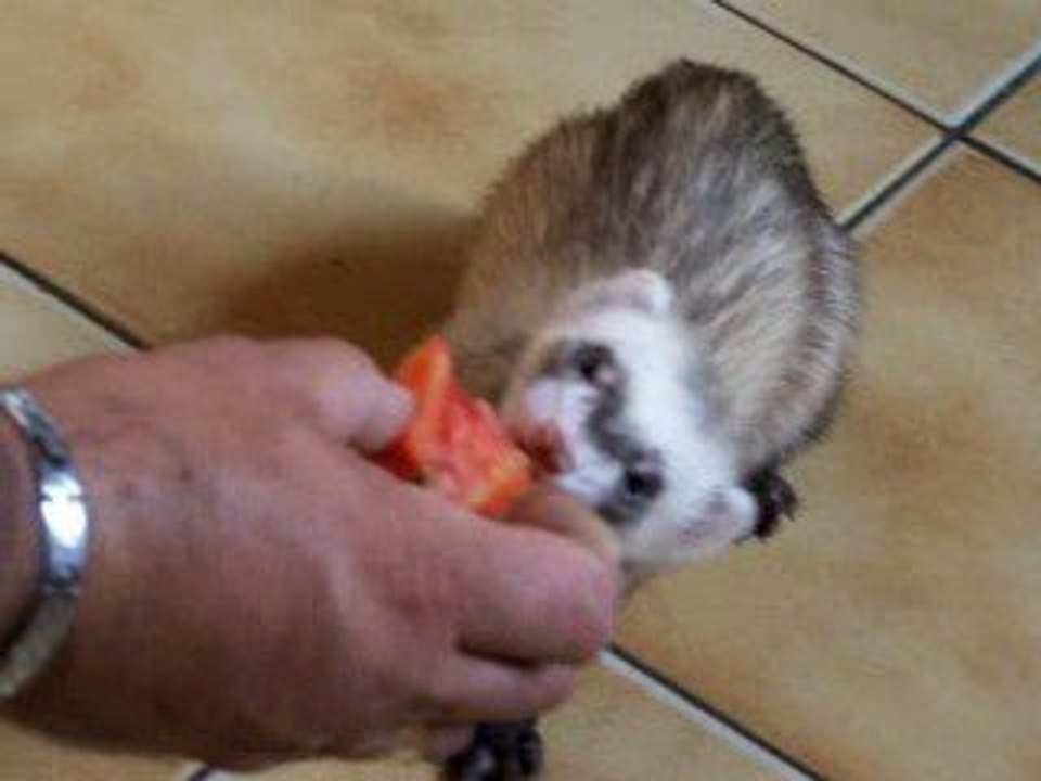 Dégustation de tomate