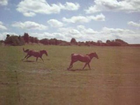 CRUSNES parti I chap II_