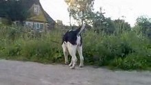 Аякс