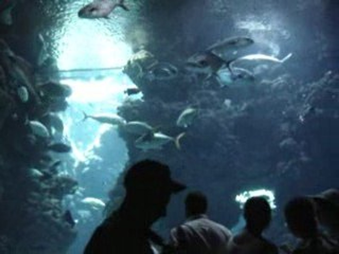 ⁣Aquarium monaco