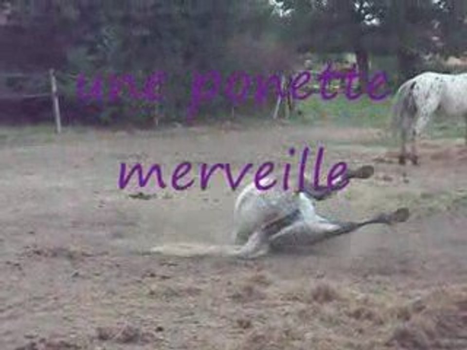 la plus belle ponette quenette