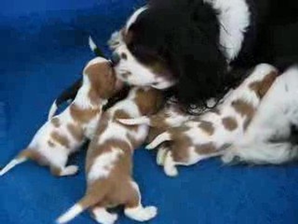 Le réveil des bébés