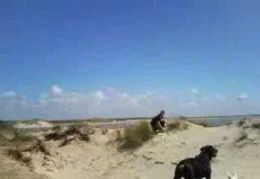 Eden (Bull Terrier) & Dracken (Rottweiler)